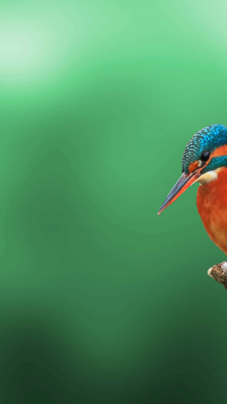 Bird iPhone Wallpaper