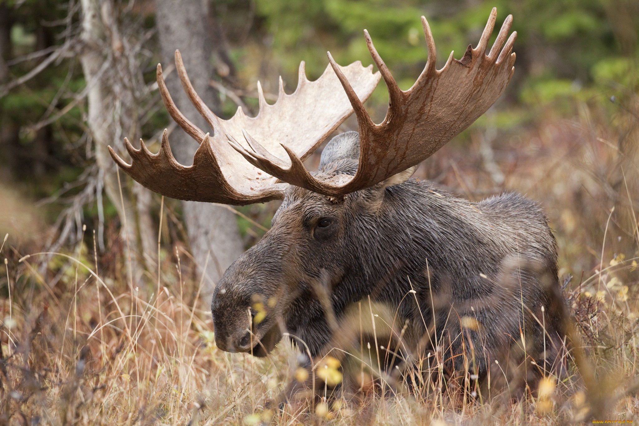 Pics Photos Moose Wallpaper Animal