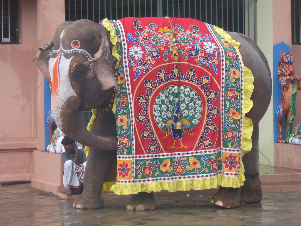 Saree Dreams Indian Elephant