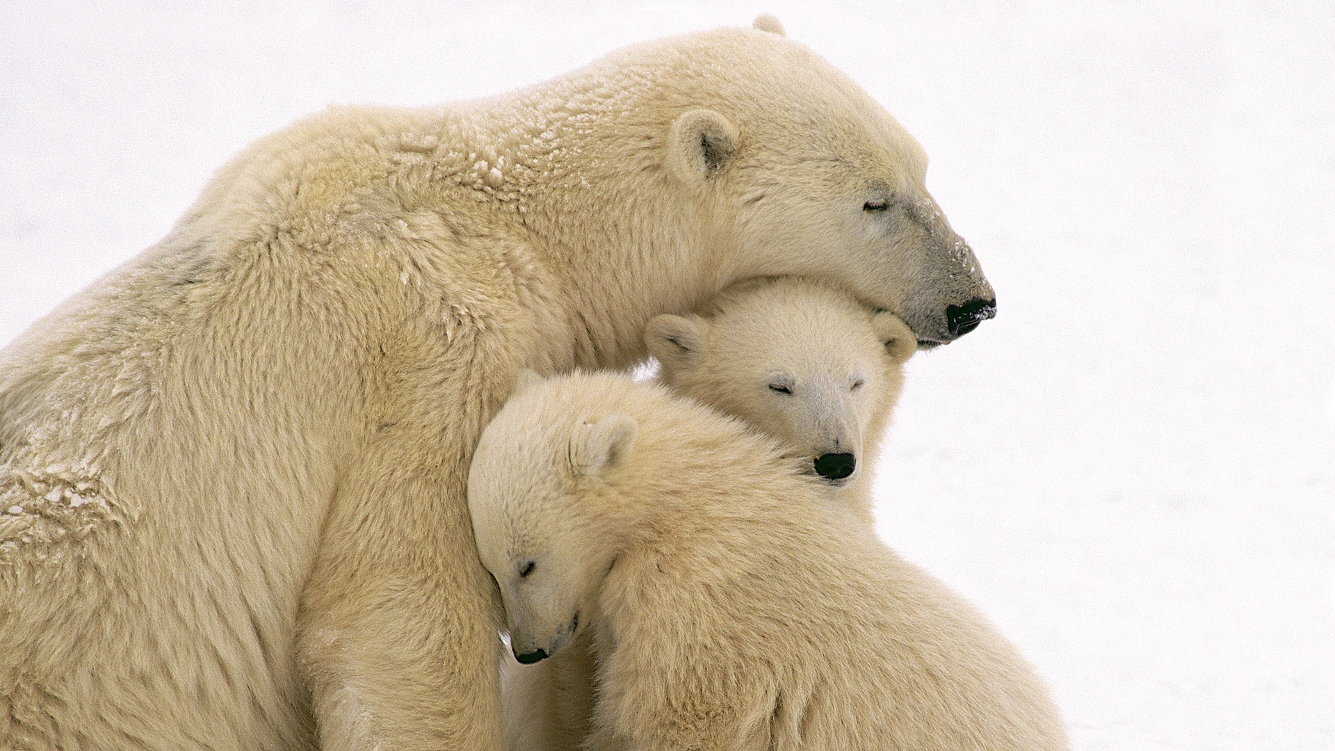 Cute Polar Bear Family Wallpaper HD With