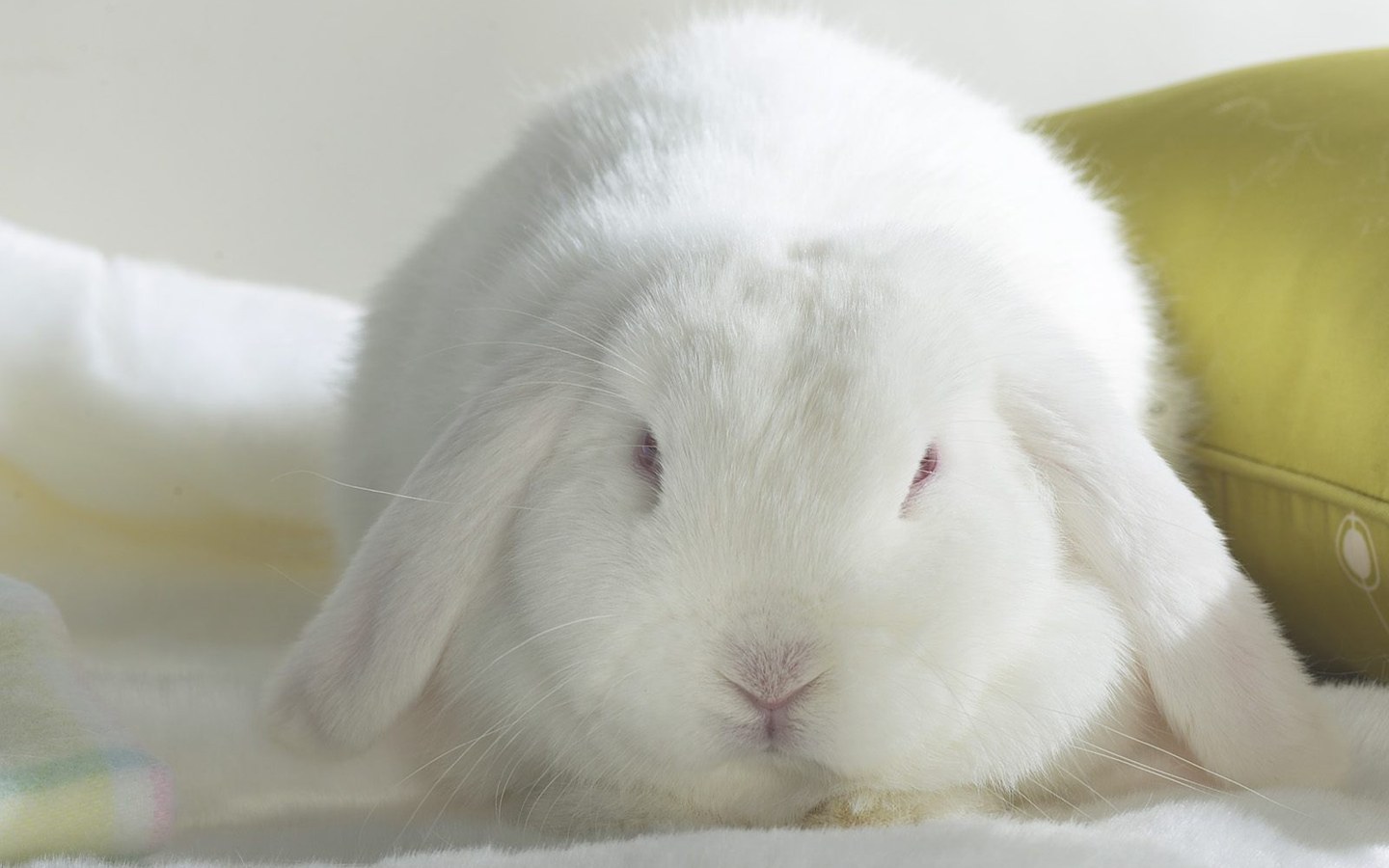 White Rabbit Wallpaper Unique Animal