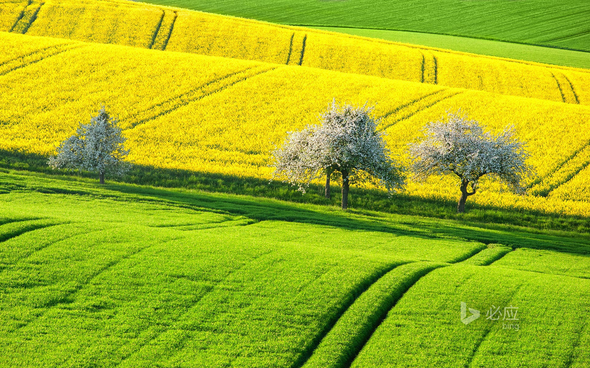 Campos De Granola Verde E Amarela S O Vistas Na Primavera Boris