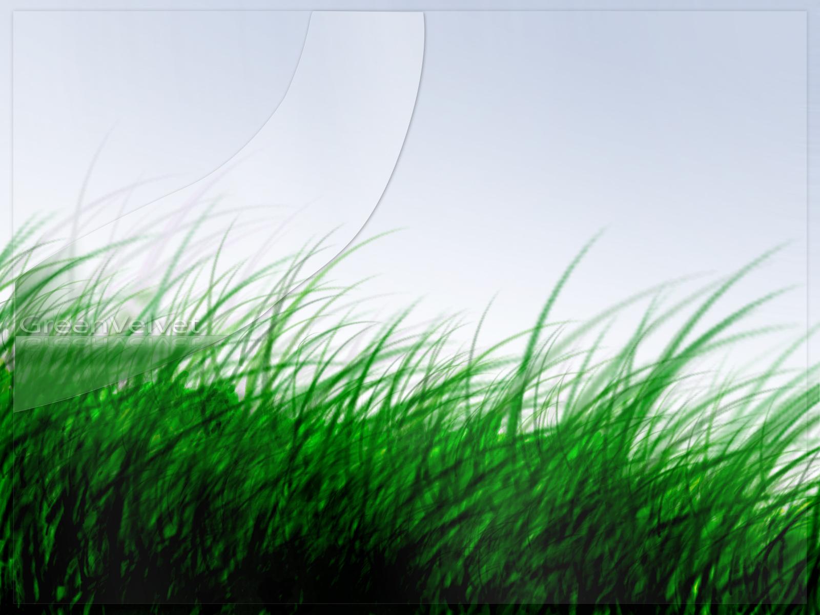 Grass Wallpaper HD