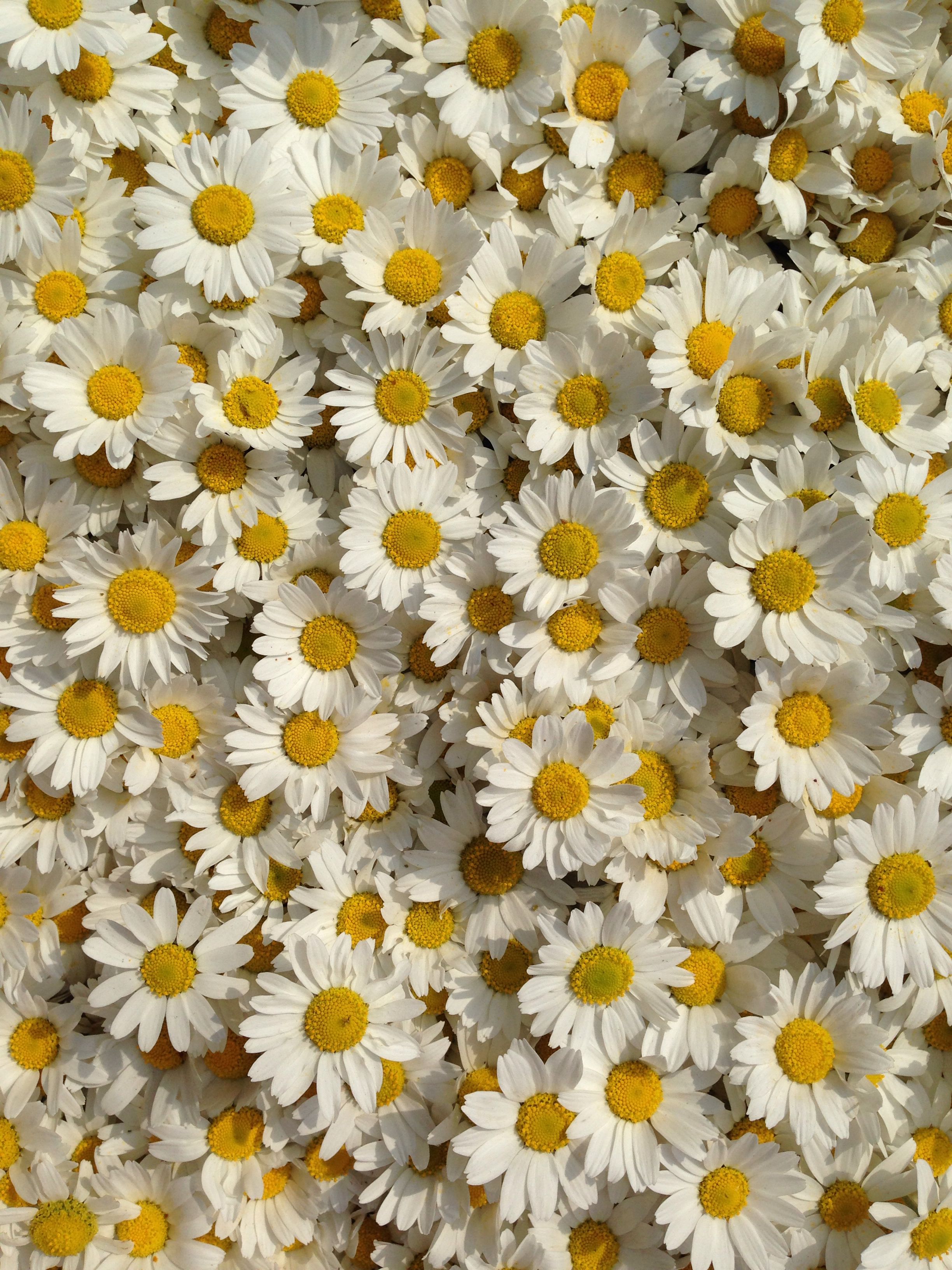 Excellent Daisy Flower Wallpaper Aesthetic You Can Save It At No