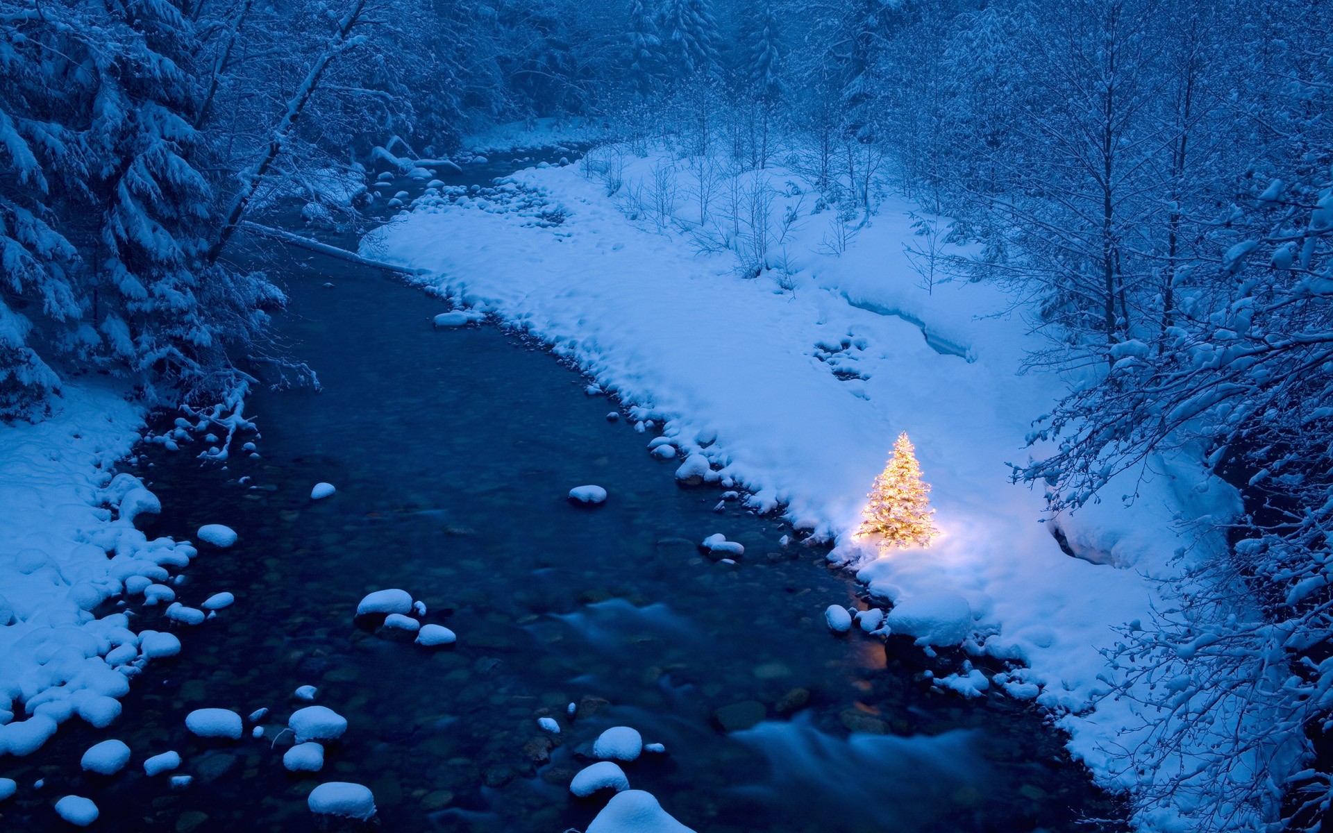 Winter Trees Wallpaper Lights Christmas