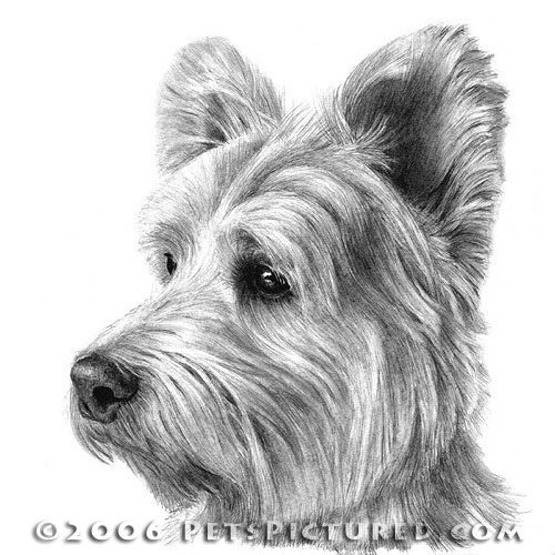 West Highland White Terrier Portrait Original Pencil Drawing