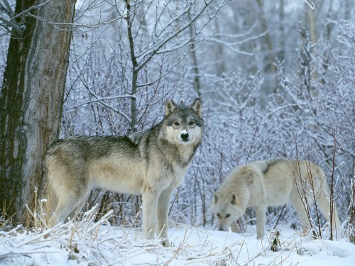 Screensaver Screensavers Winter Land Wolves