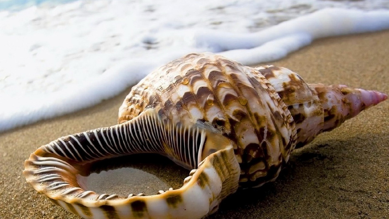 Seashell In Sand Wallpaper World Collection