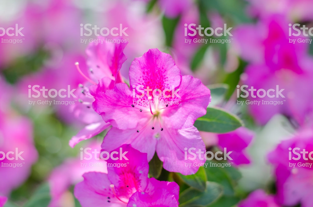 Blur Floral Background Lush Fresh Azalea Flowers Shallow Depth Of