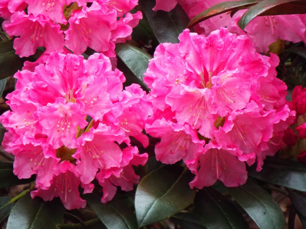 Shocking Pink Rhododendron By Angela6331