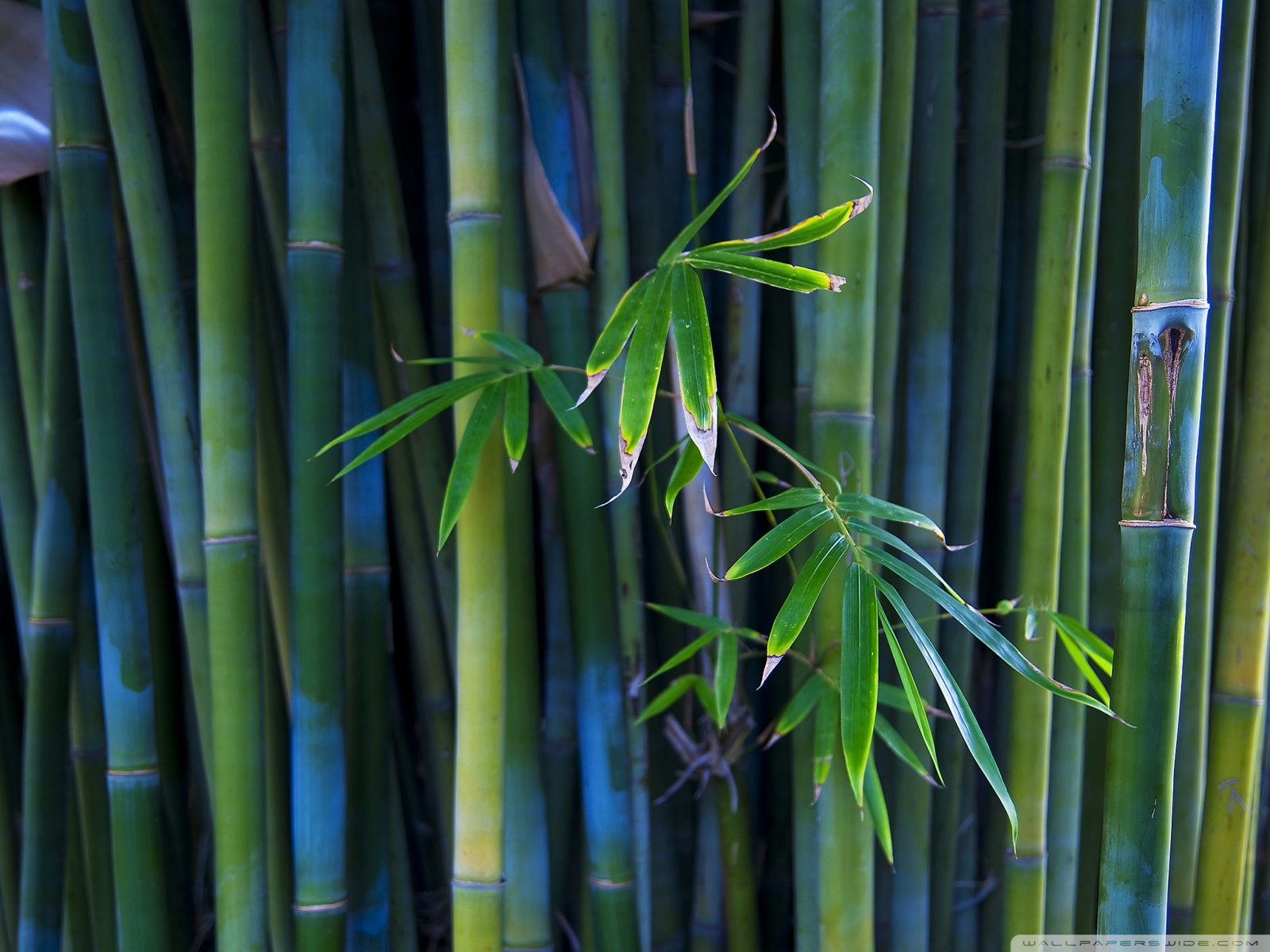 Bamboo Wallpaper Textured