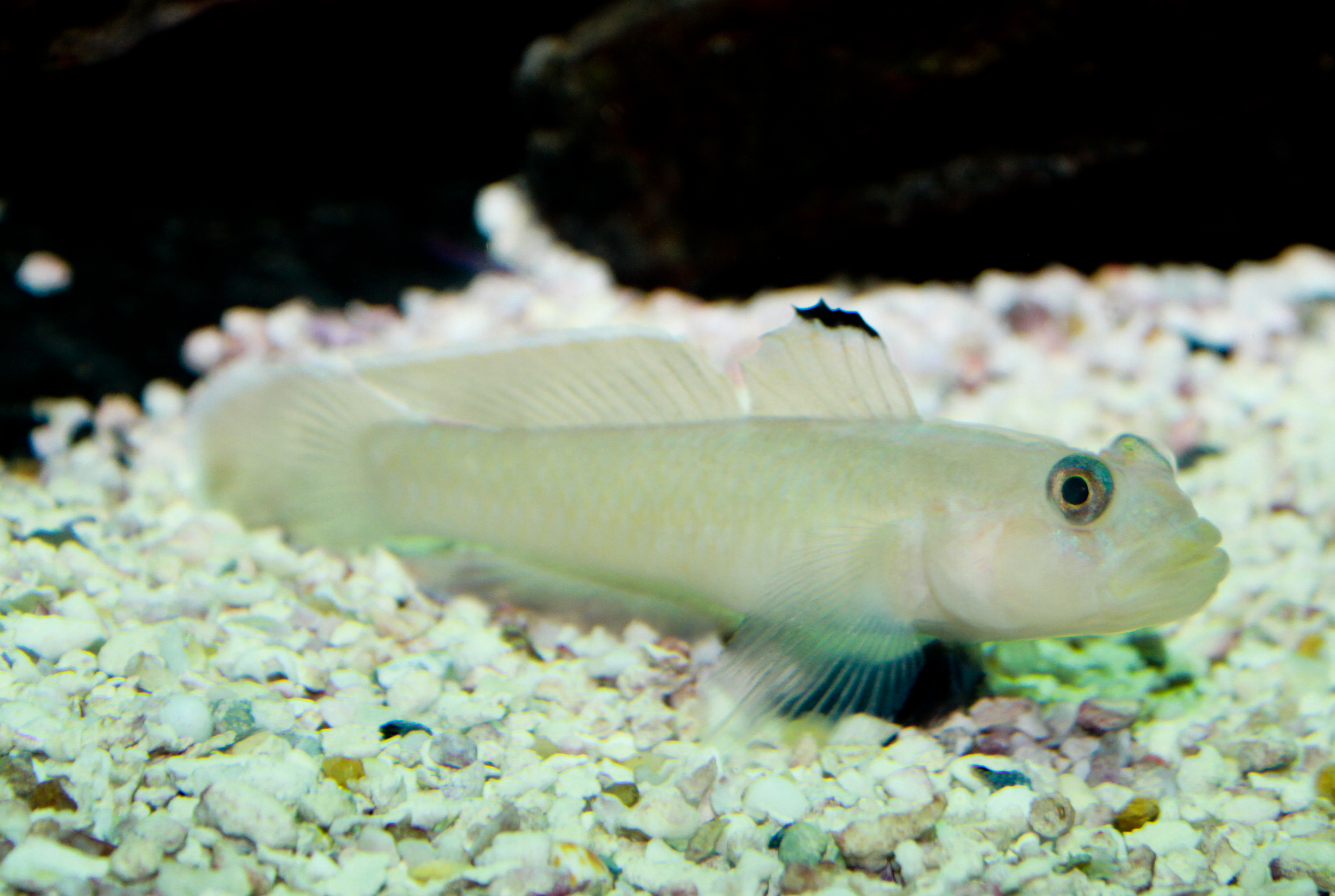 Goby Photos And Wallpaper Nice Pictures