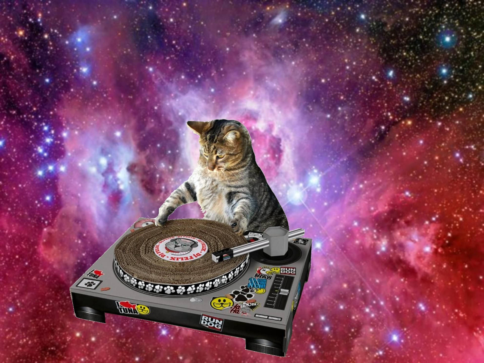 Cat Meme Wallpaper