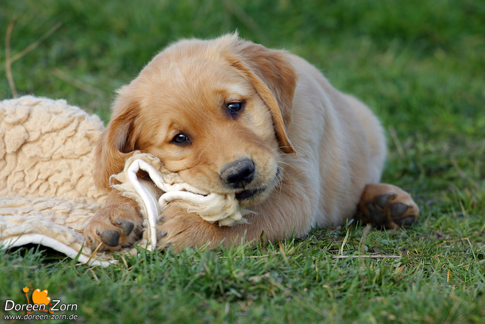 Cute Puppy Golden Retriever And Cats Wallpaper For Your Puter Funny