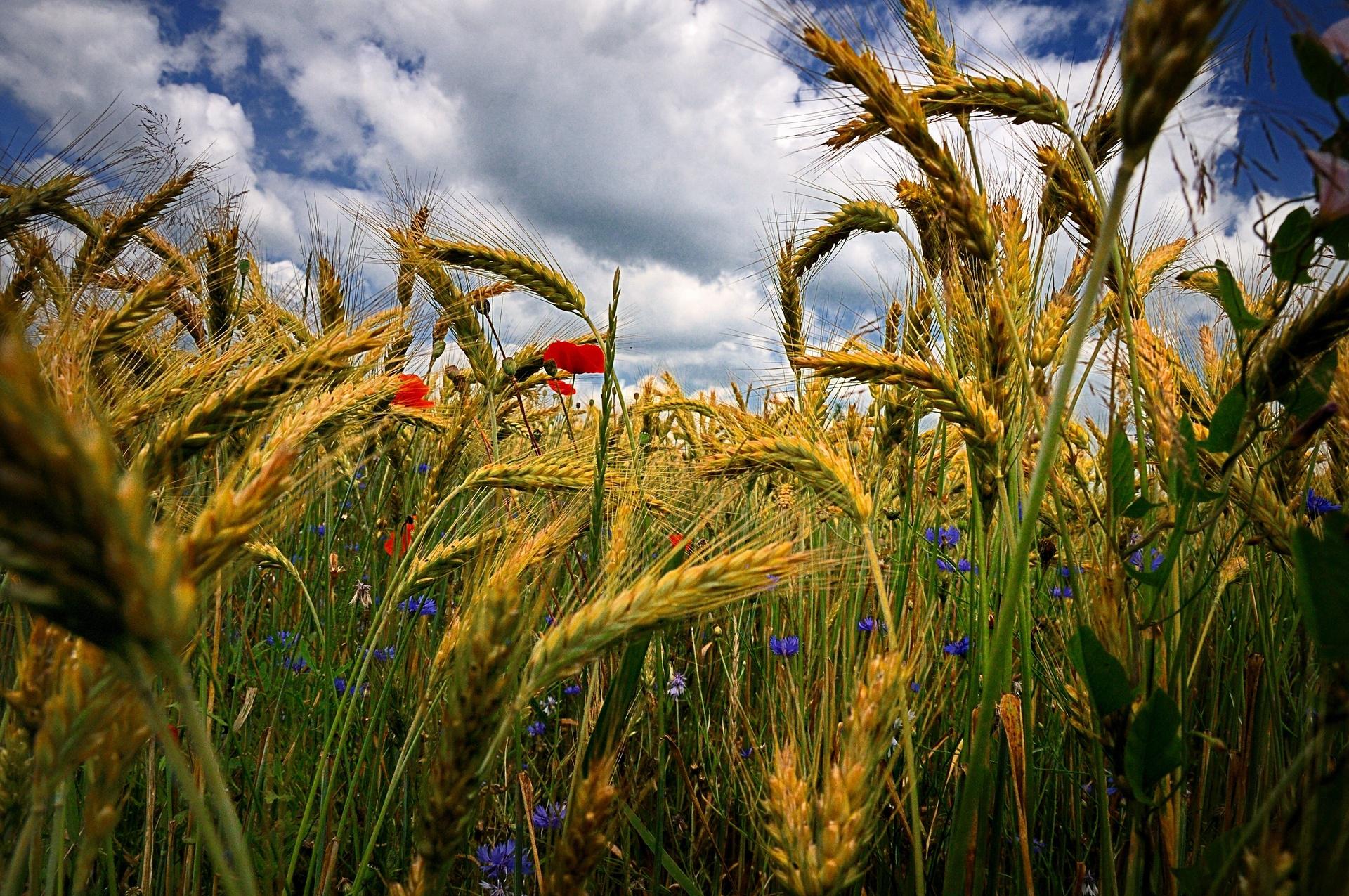 Cornfield With Flowers High Quality And Resolution