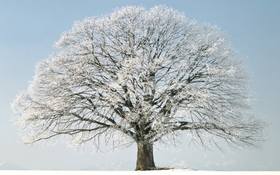 Winter Tree Snow HD Wallpaper Of