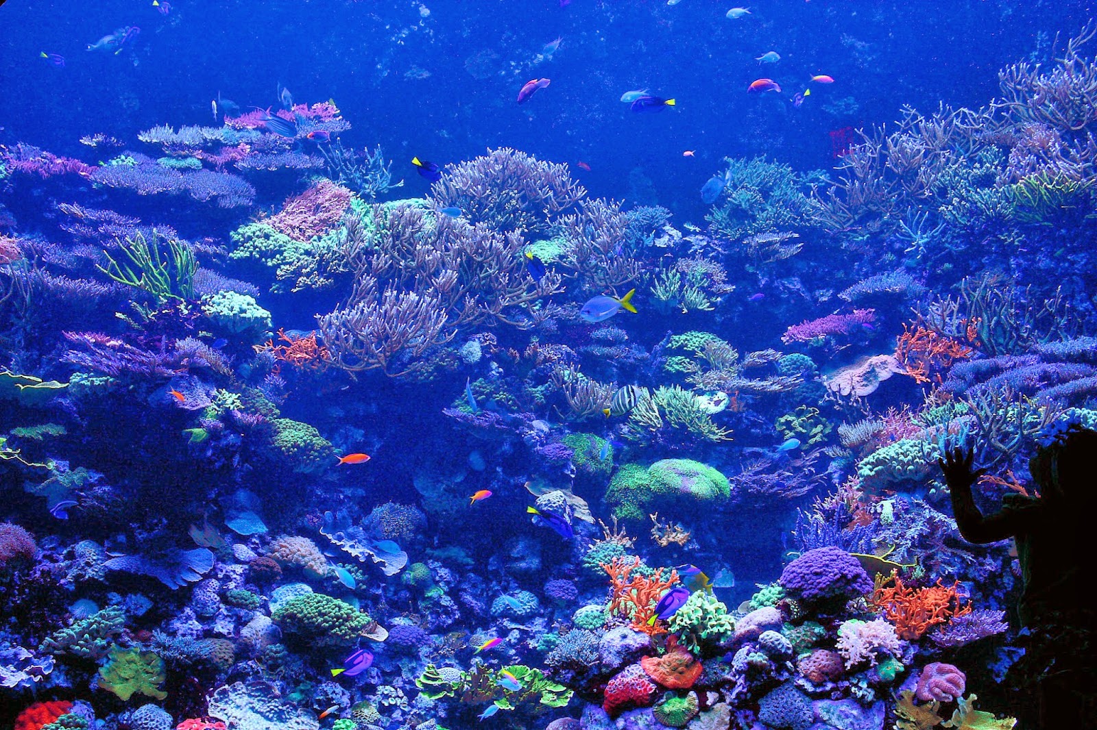 Desktop HD Wallpaper S Coral Reef
