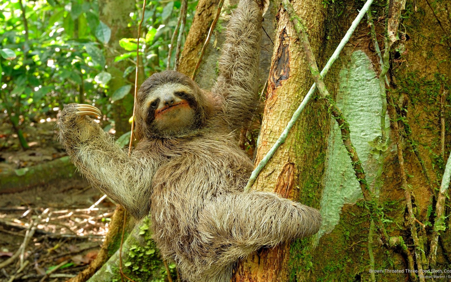Brown Throated Three Toed Sloth Costa Rica E Time In