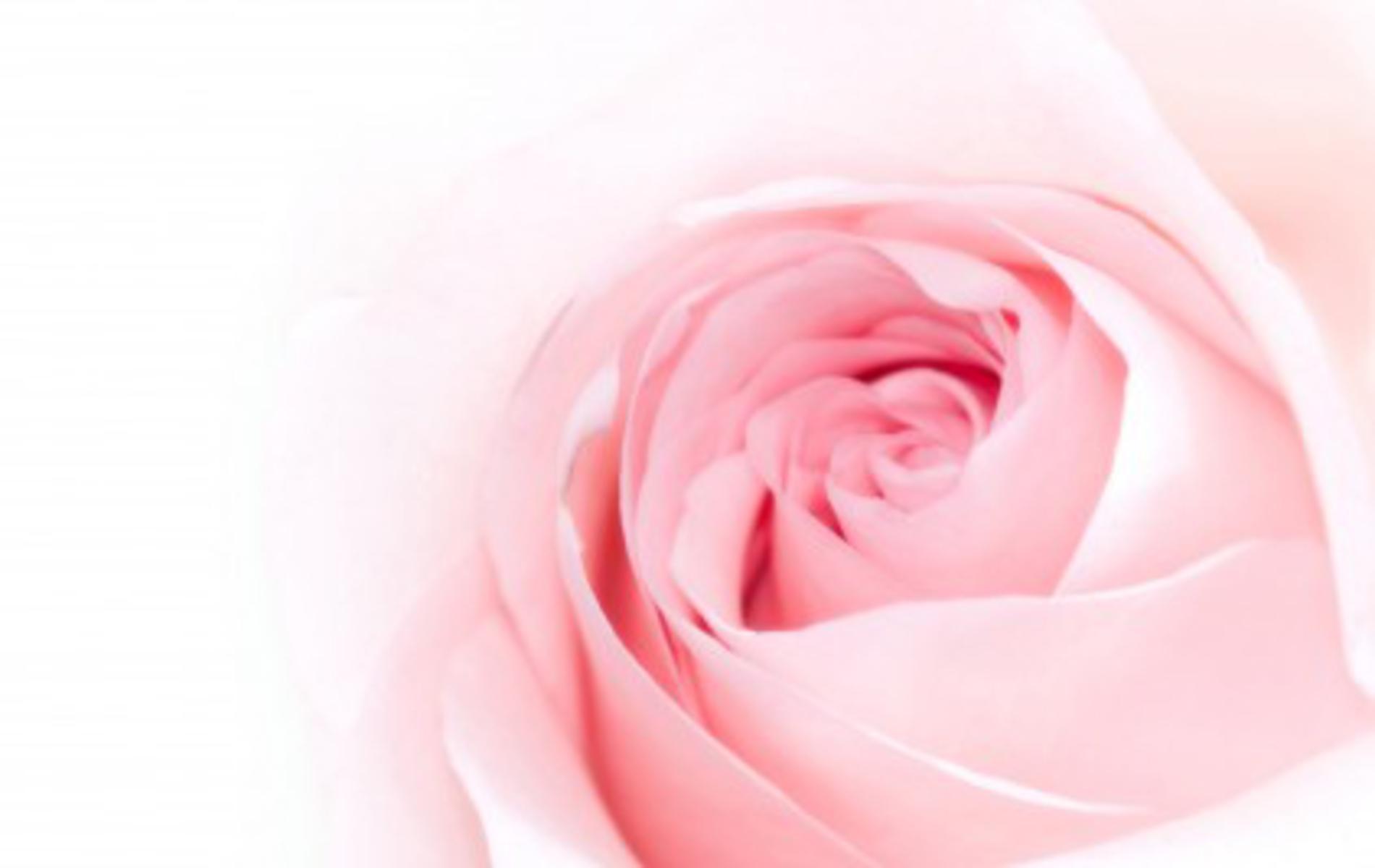 Pink Rose Background