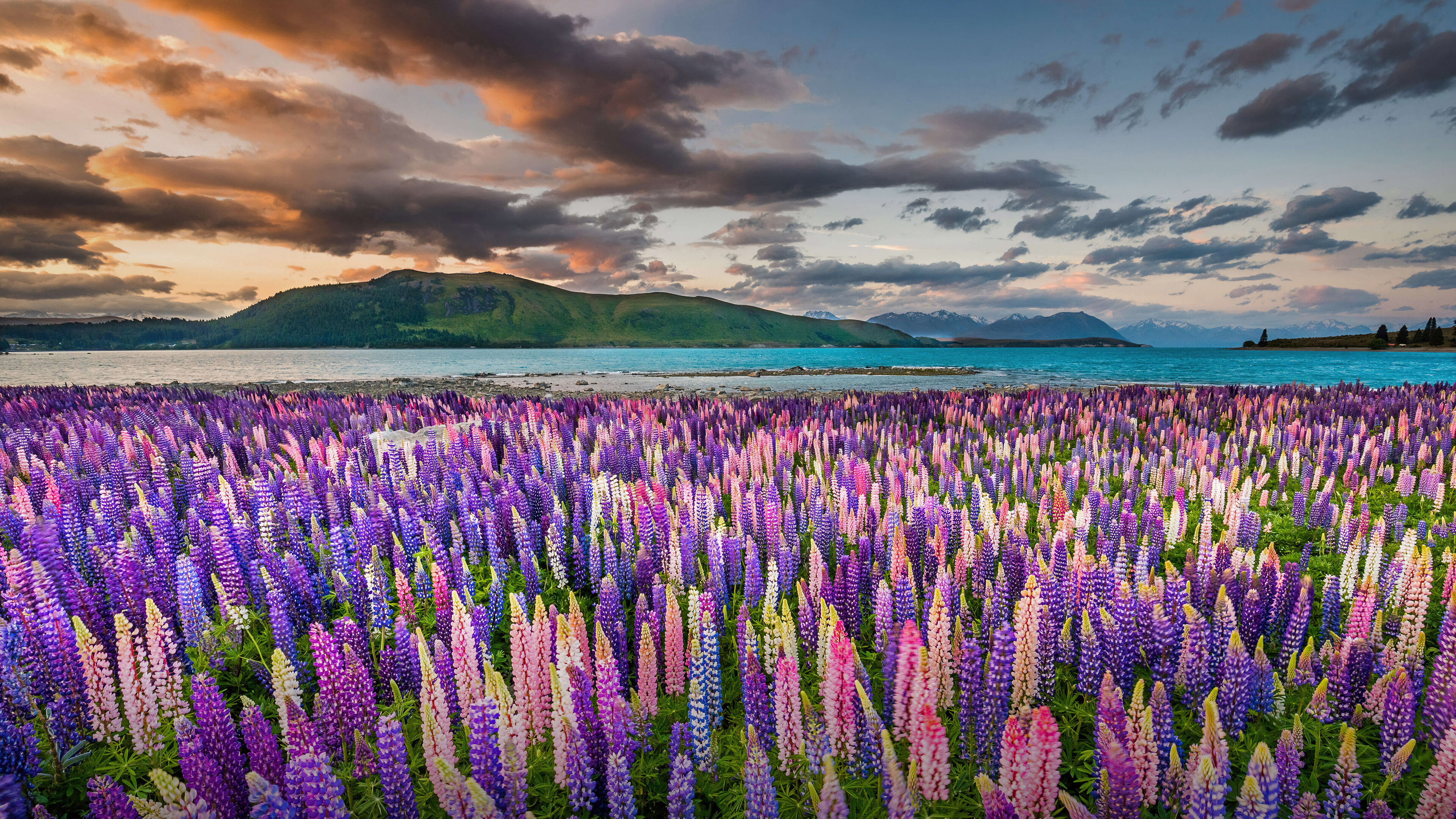 Lavander Flower Field New Zealand Nature Scenery 4k Phone iPhone