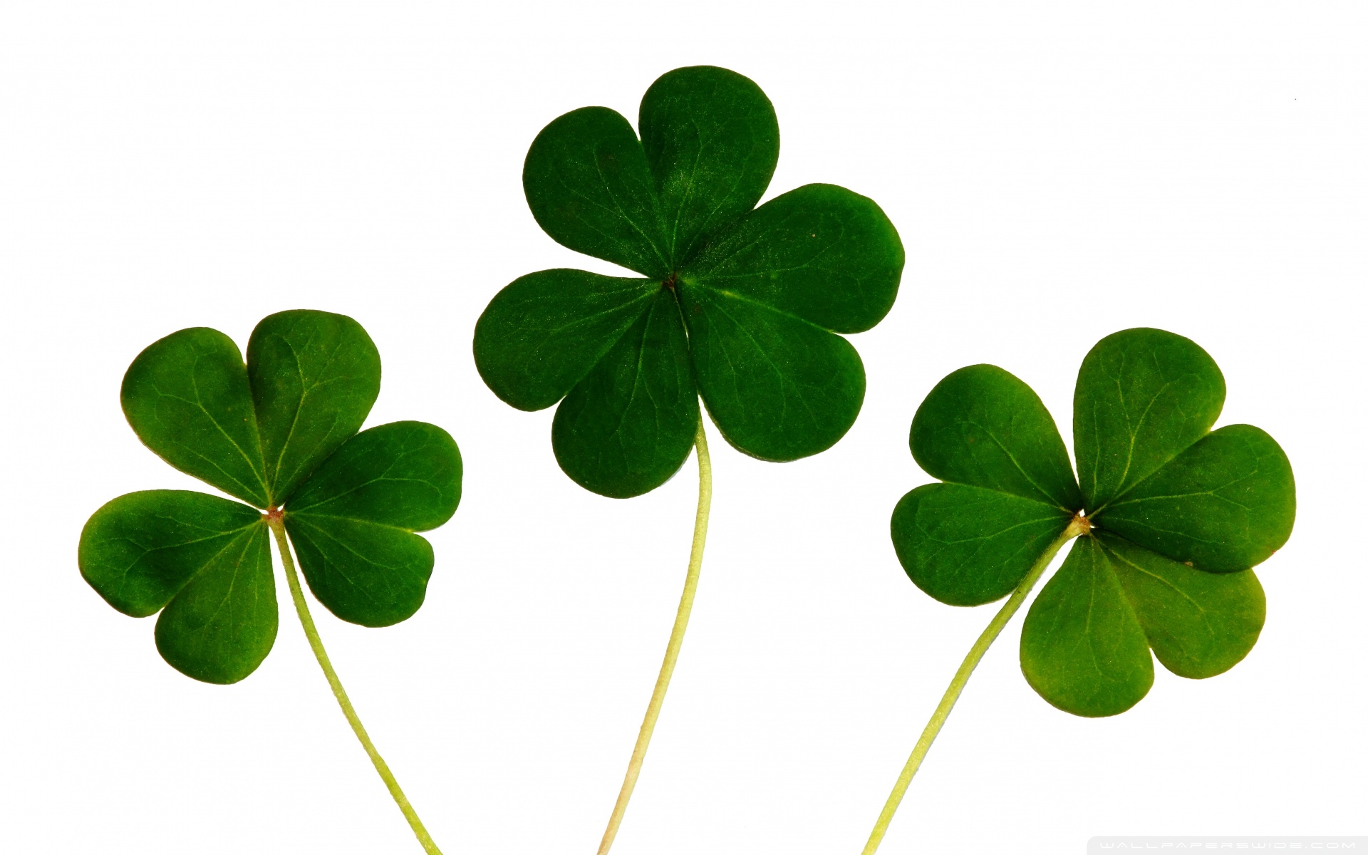Free download Free Download Four Leaf Clover Wallpapers HD [1920x1200] for  your Desktop, Mobile & Tablet | Explore 67+ Four Leaf Clover Wallpapers |  Fantastic Four Wallpapers, Clover Wallpaper, Four Leaf Clover Background
