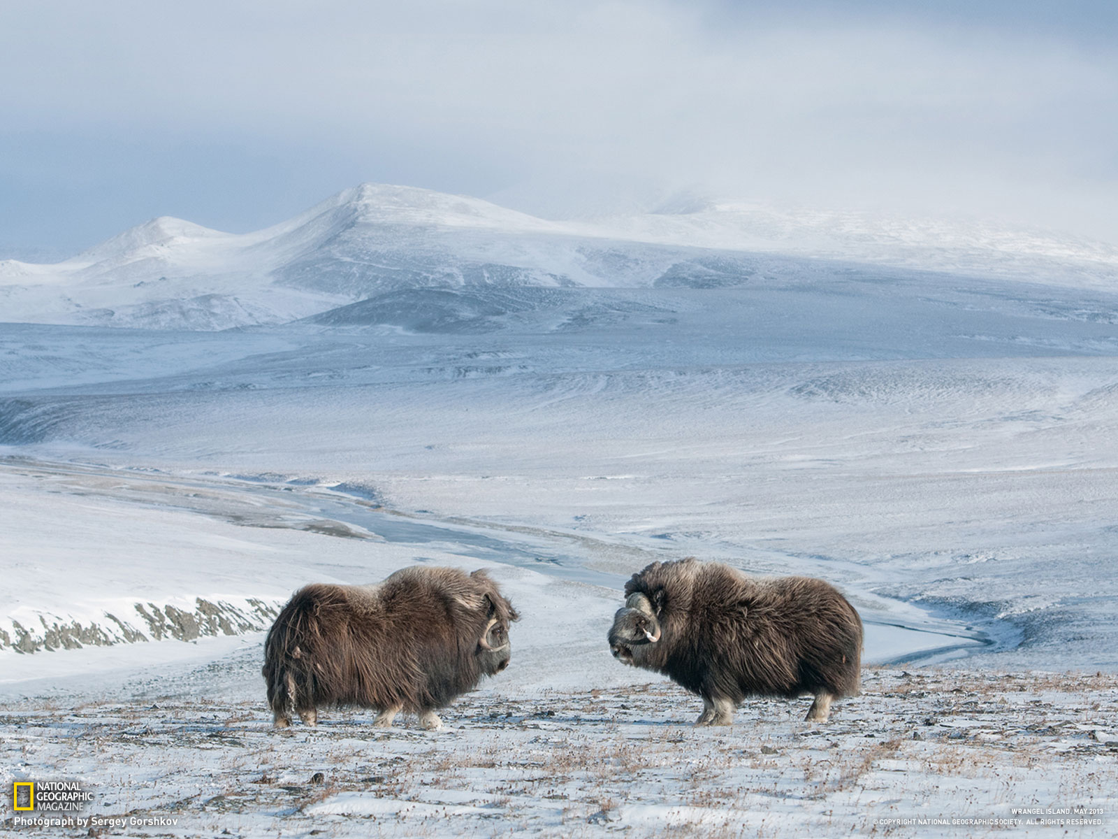Two Bull Muskoxen Size Each Other Up In September With Mating Season