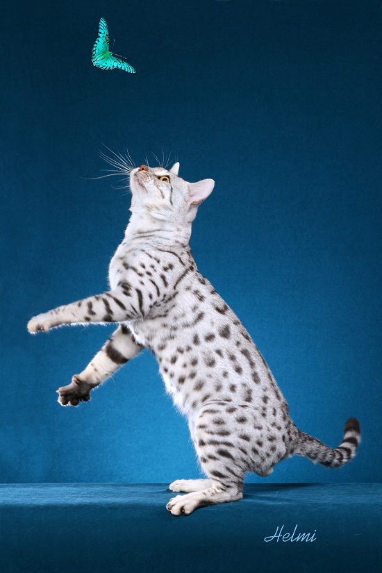 White Bengal Cats Pictures And Wallpaper