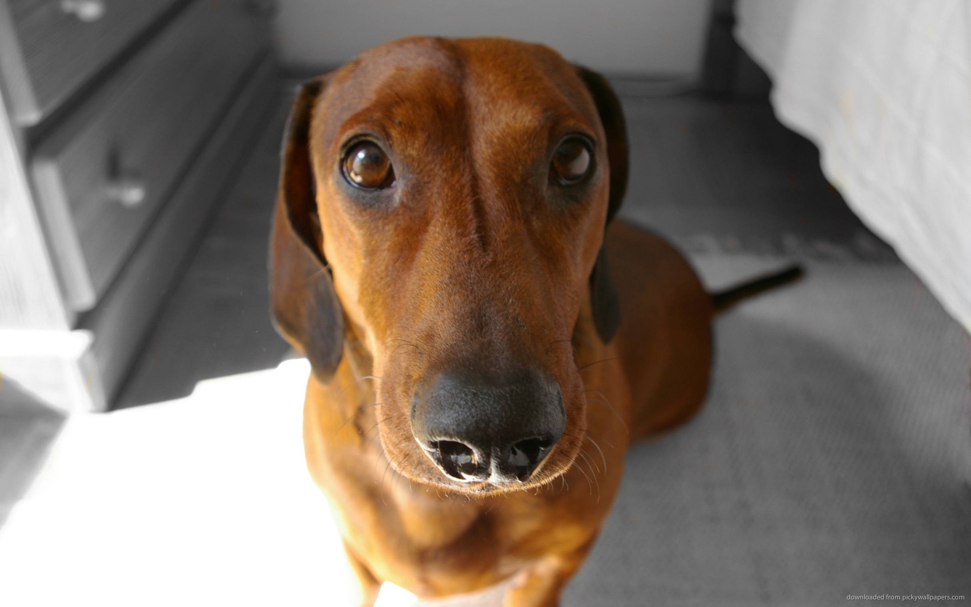 Funny Dachshund Dog Photo And Wallpaper Beautiful