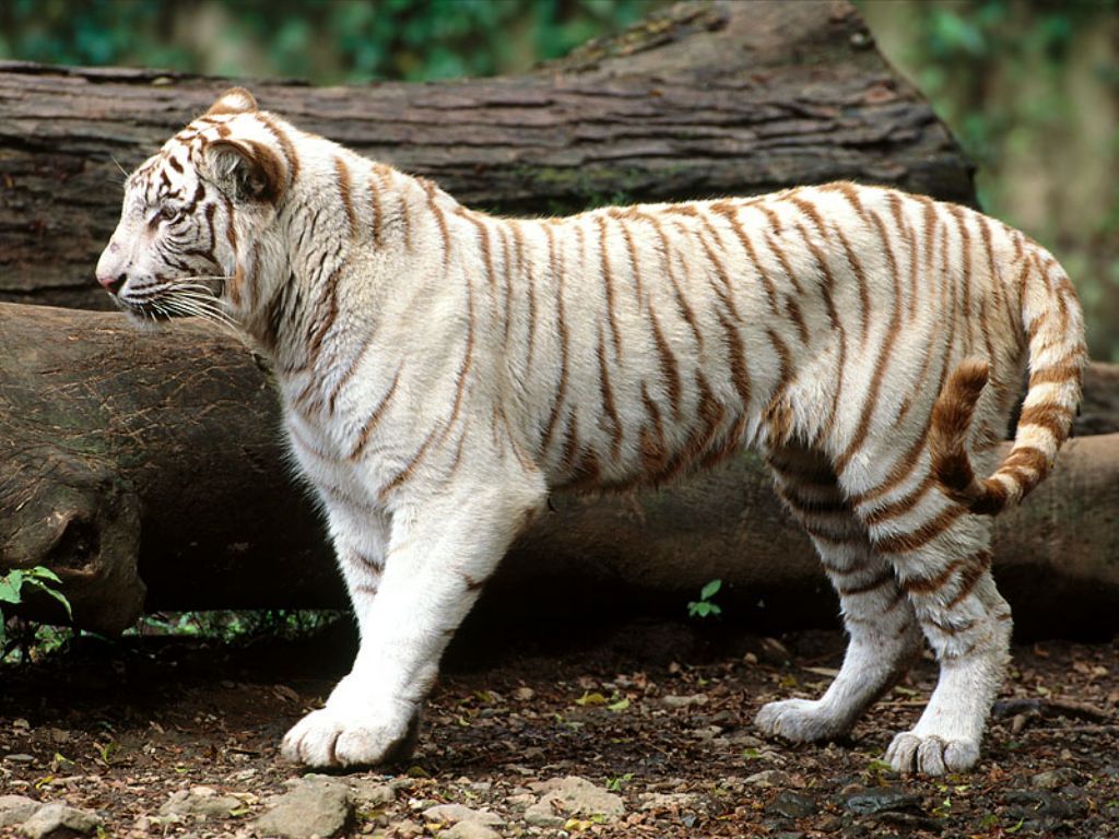 Baby white tiger wallpaper Funny Animal