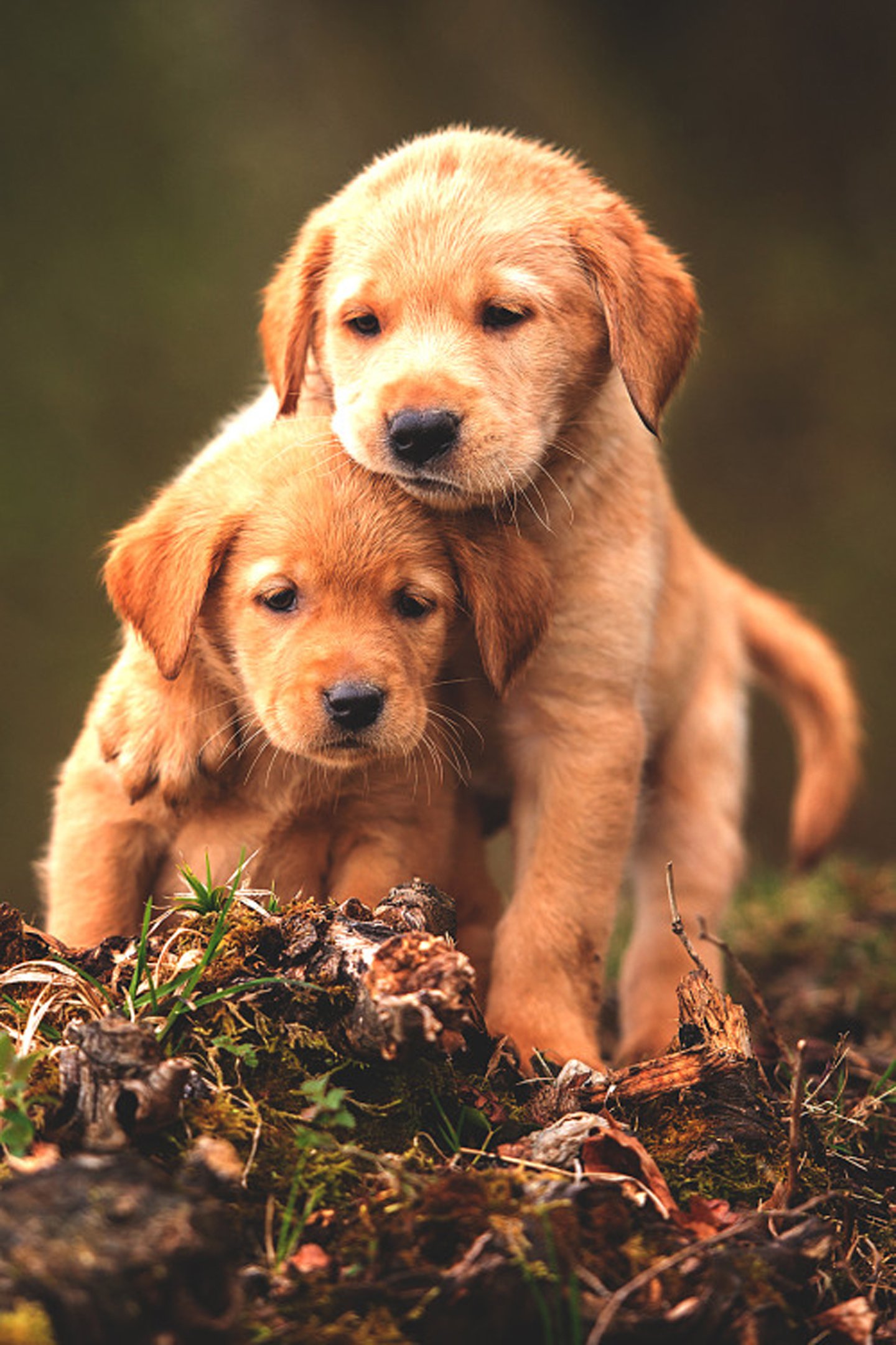 Cute Baby Dog HD Image Dogs Wallpaper