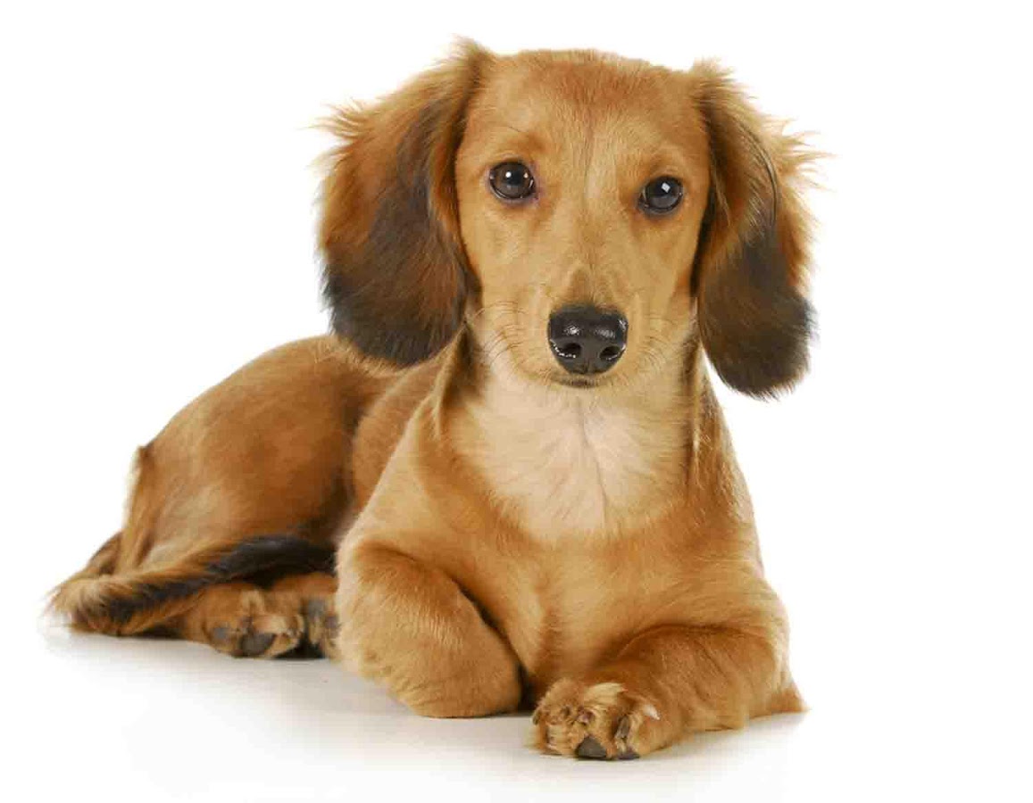 Weiner Dog Wallpaper Android Apps On Google Play