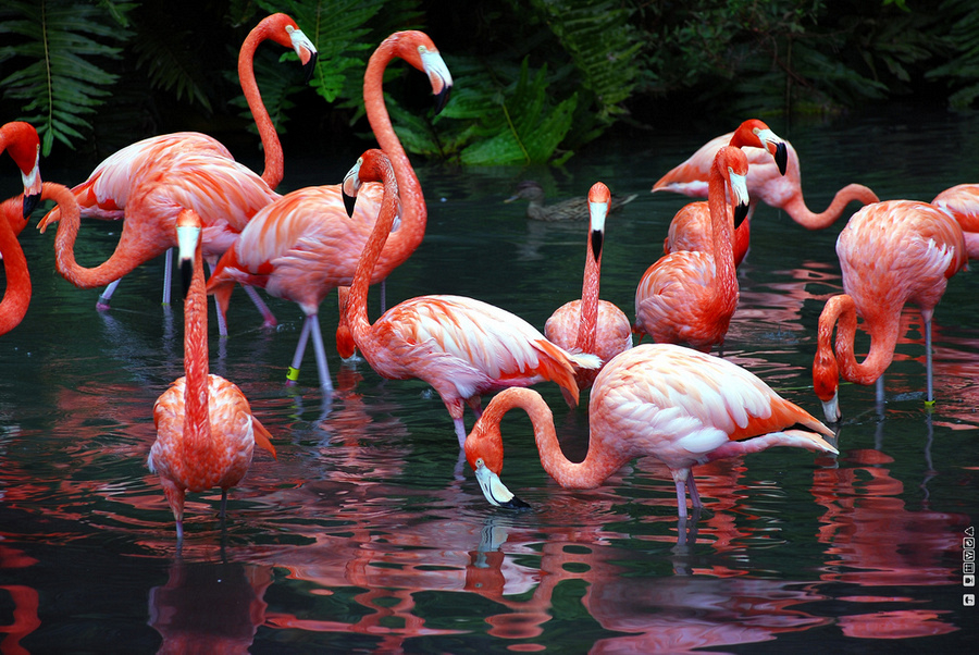 Flamingo Birds Wallpaper