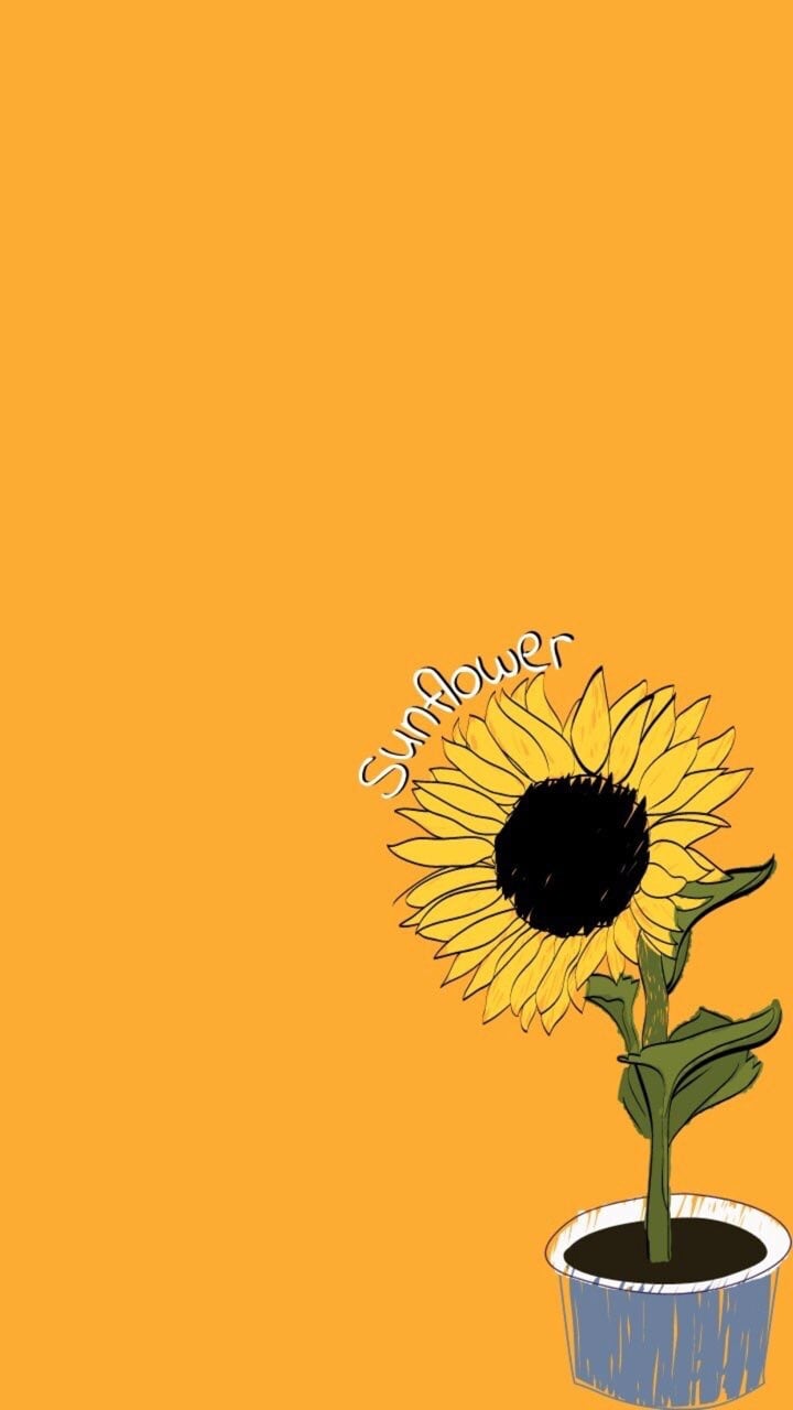 Aesthetic Yellow Sunflower Background HD