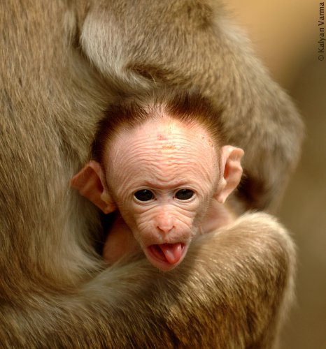 Wallpaper Background Funny Monkey Pictures Baby