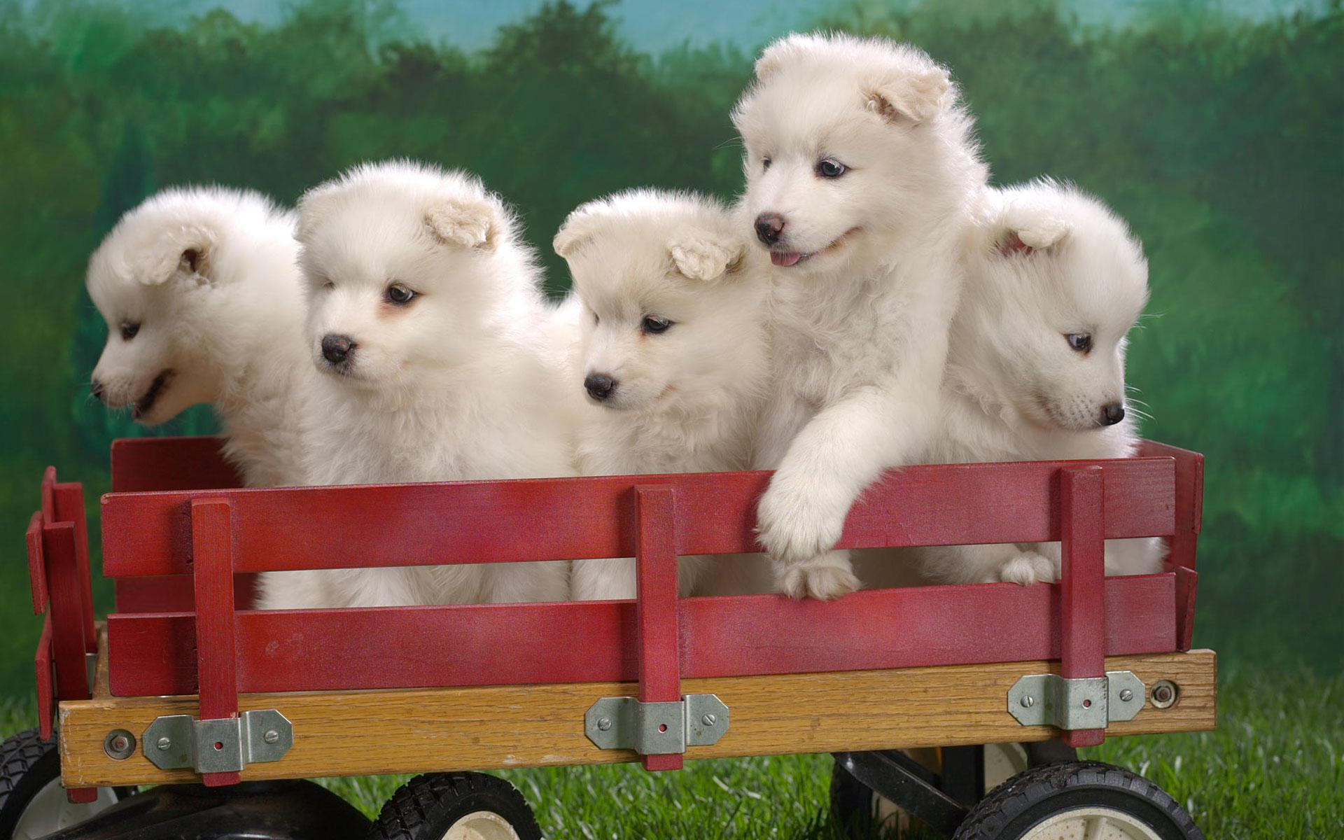 Wagonload Of Samoyed Puppies Wallpaper HD