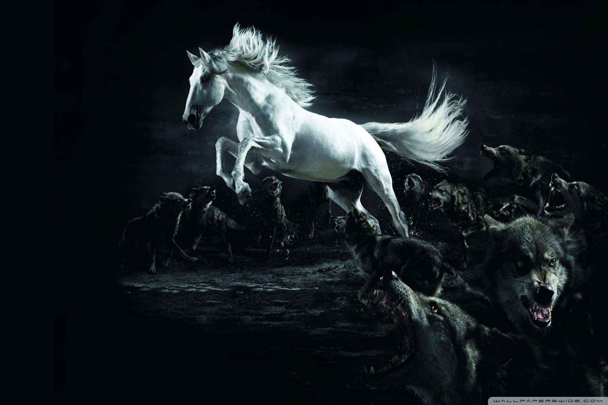 Horse And Wolves 4k HD Desktop Wallpaper For Ultra Tv