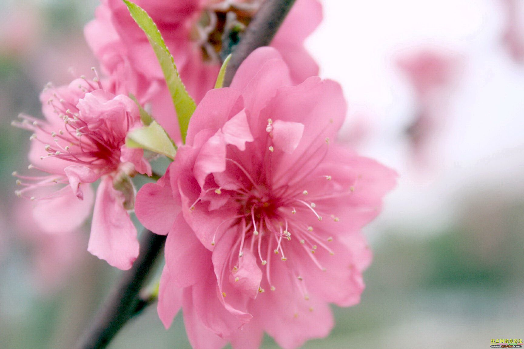 Peach blossom photos Trees and Flowers Pictures