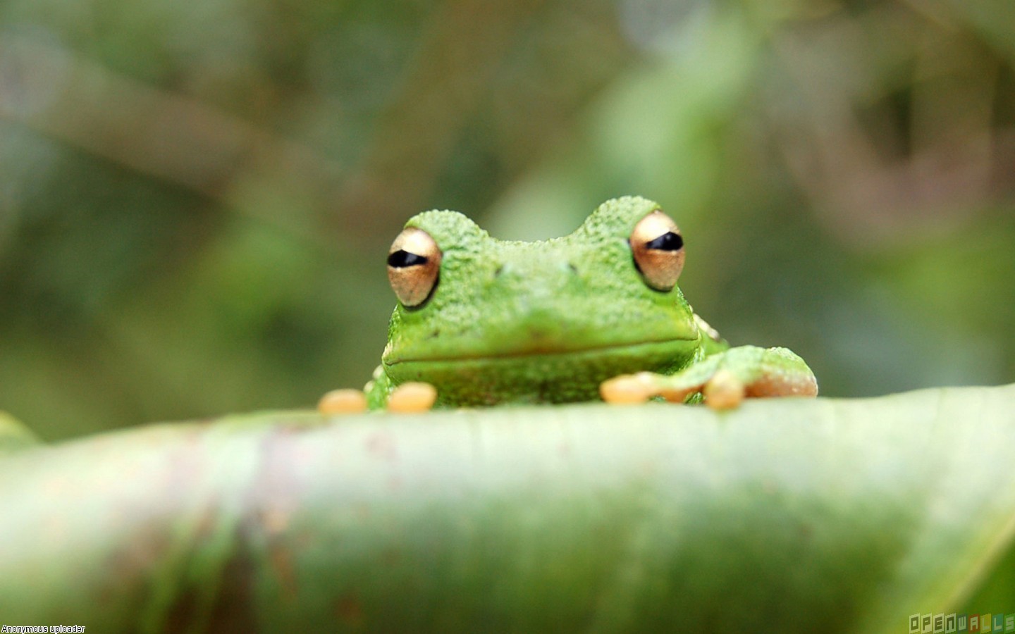 Pics Photos   Frogs Wallpaper Cute Little Frogs