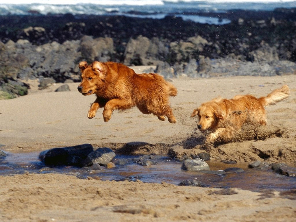 Jumping Nova Scotia Duck Tolling Retriever Dogs Photo And