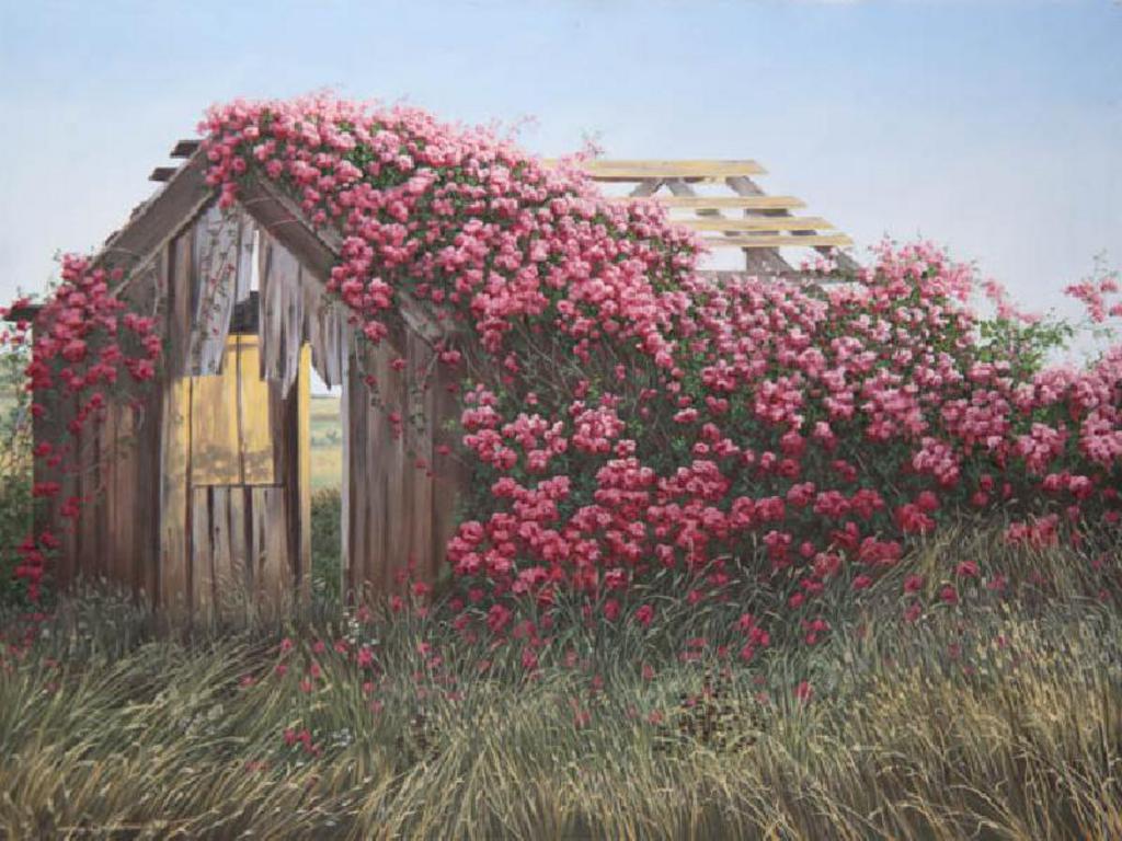 Old Barn With Roses Wallpaper The