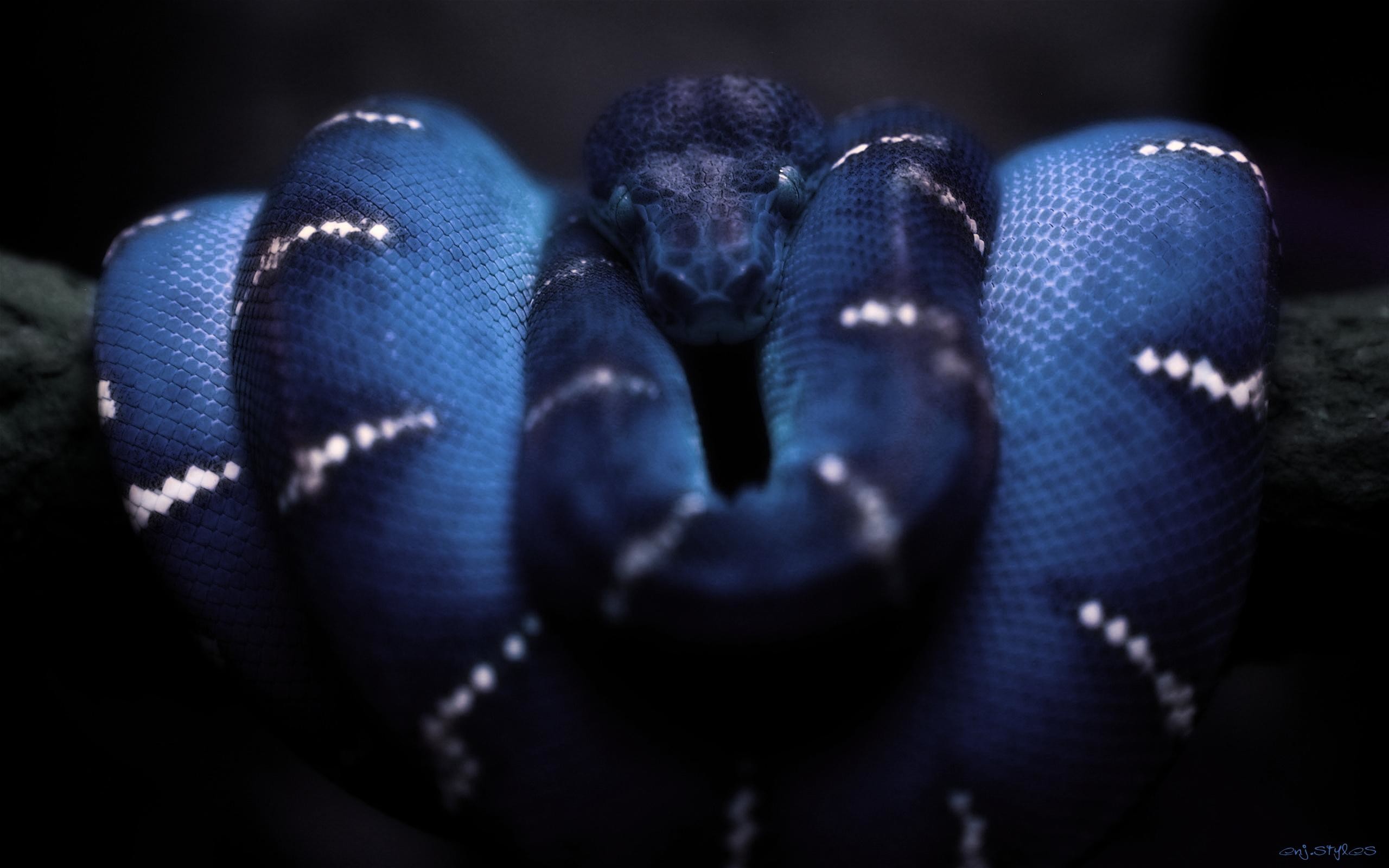Anaconda Wallpaper