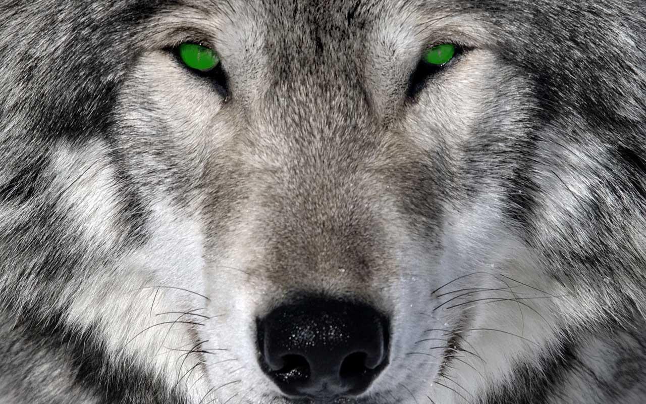 3d Wolf Wallpaper Android Apps On Google Play
