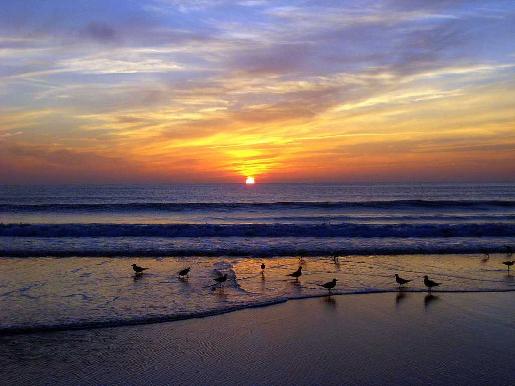 Sunrise With Gulls At Myrtle Beach South Carolina