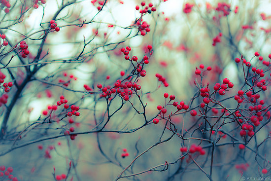 winter berries ipad wallpaper hd