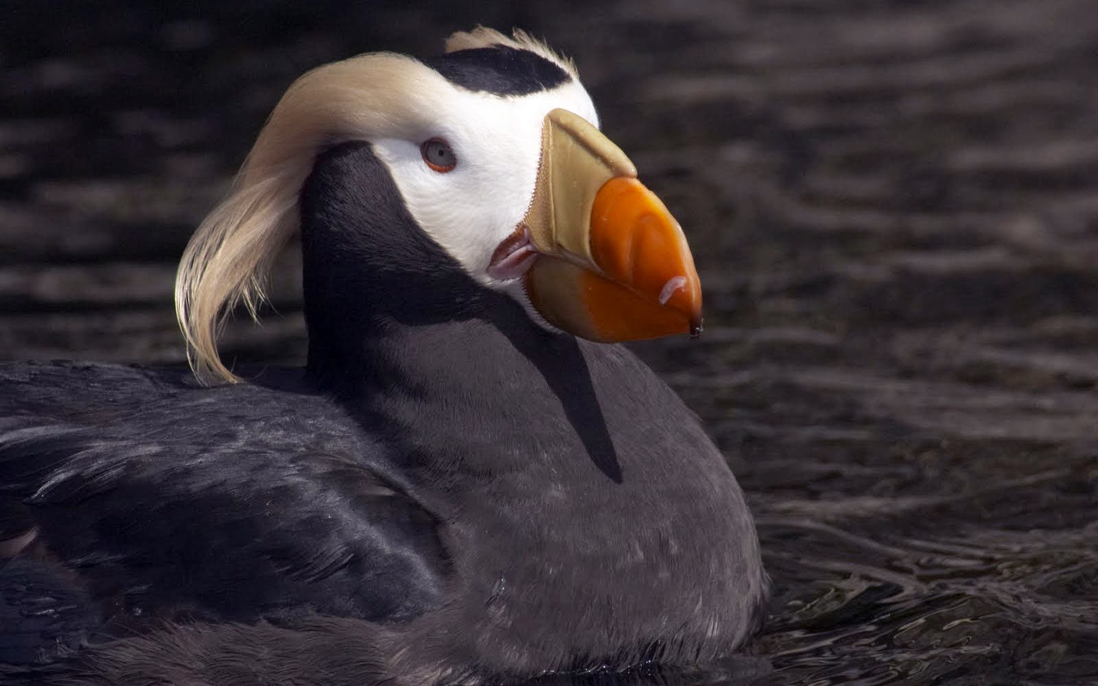 Wallpaper Tufted Puffin