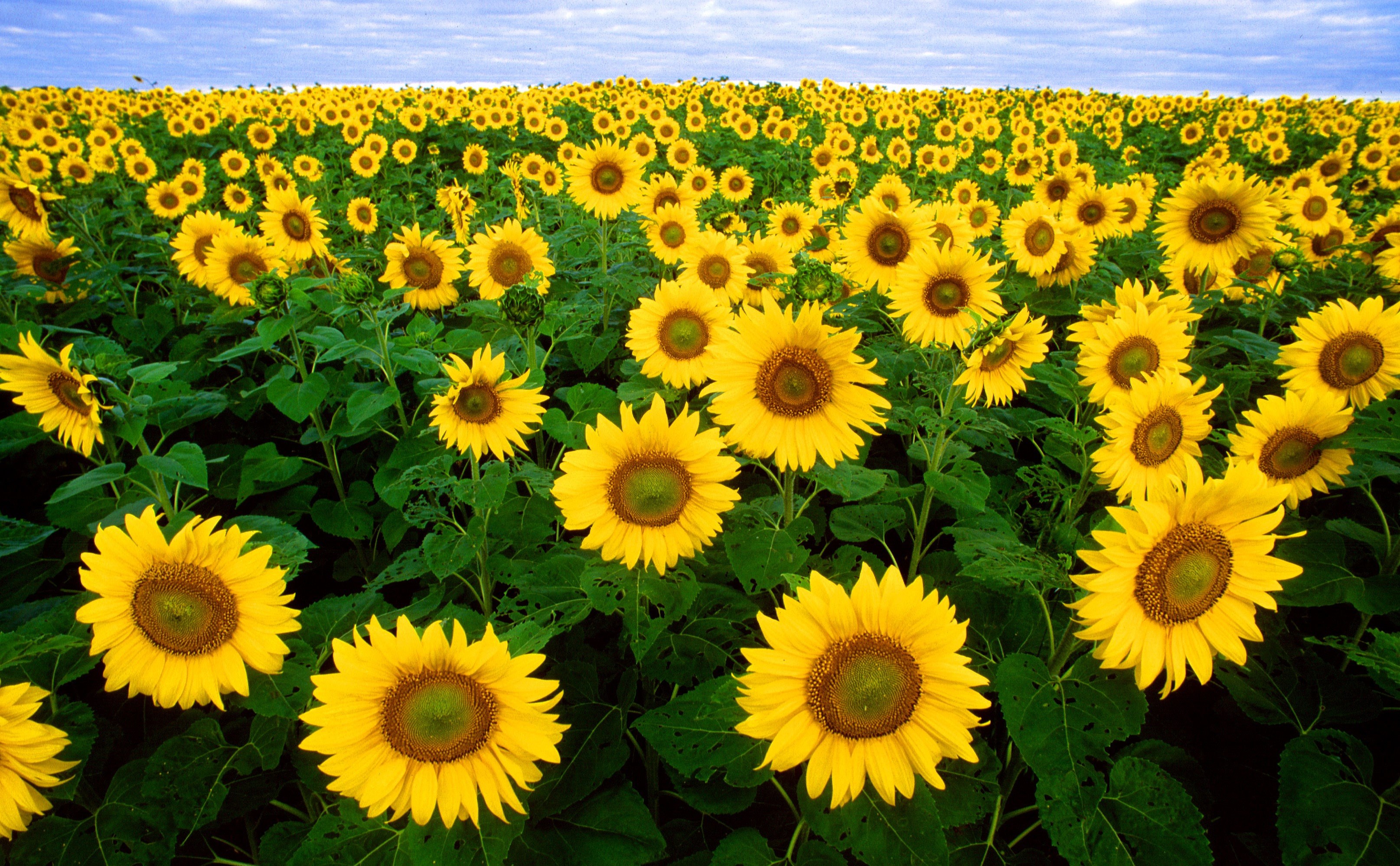 Wallpaper Id Sunflower Field Flora