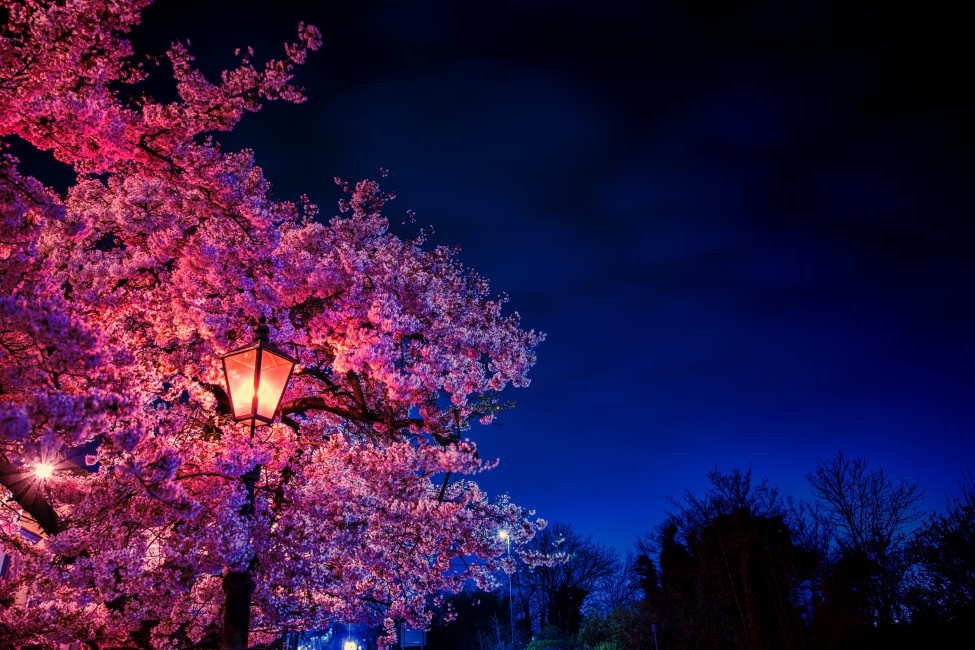 Sakura Flowers Lantern Blooms Evening Spring Stock Photos
