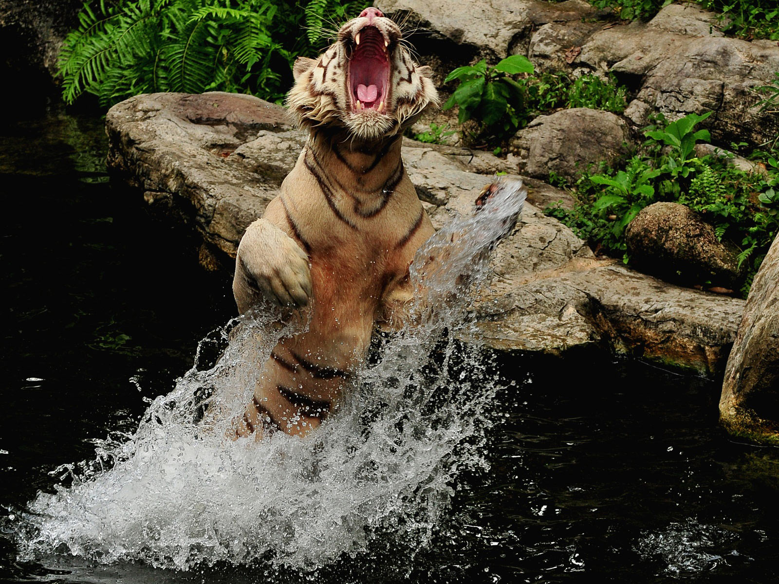 Tiger Attacking And Jumping Out Of The Water Wallpaper Tigers