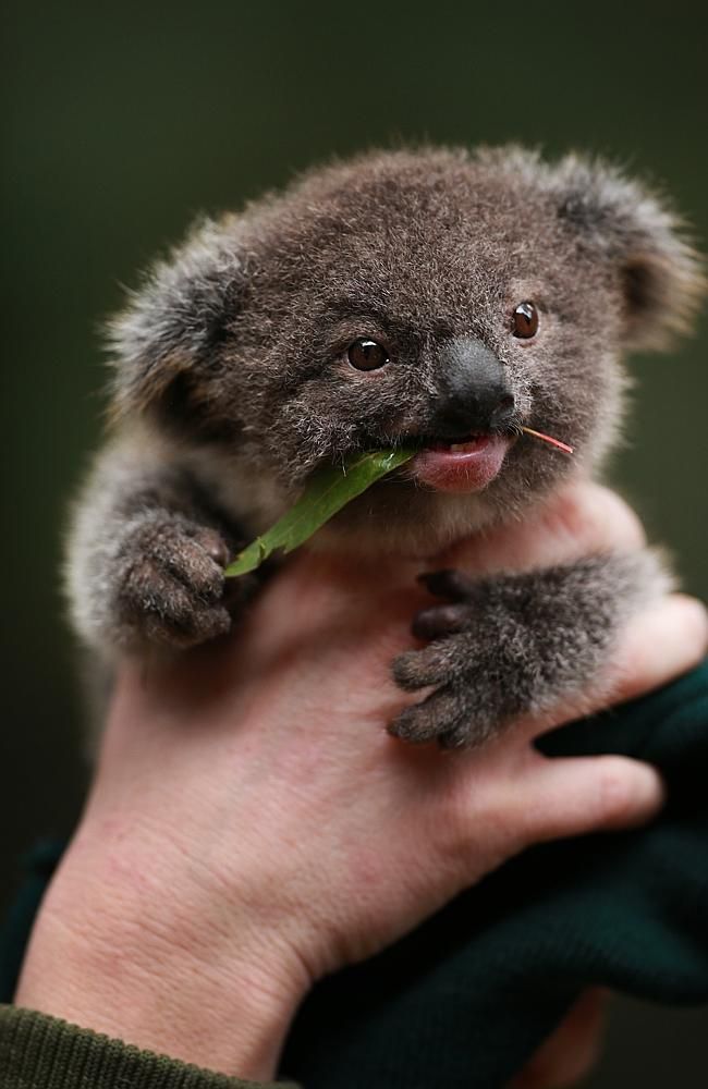 Free Download Cute Animals Funny Puppy Kittens Cats Deer Cuteness Wild Wildlife 650x1000 For Your Desktop Mobile Tablet Explore 49 Cute Baby Koala Wallpaper Cute Baby Koala Wallpaper Baby