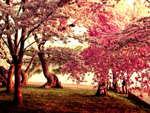  free download tree under the cherry blossom hd wallpaper Car Pictures